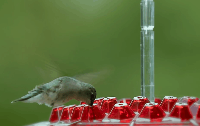 Mangiatoia per colibrì con pernice antiformica da esterno