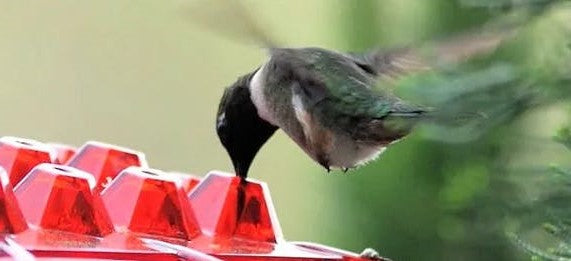 Mangiatoia per colibrì con pernice antiformica da esterno