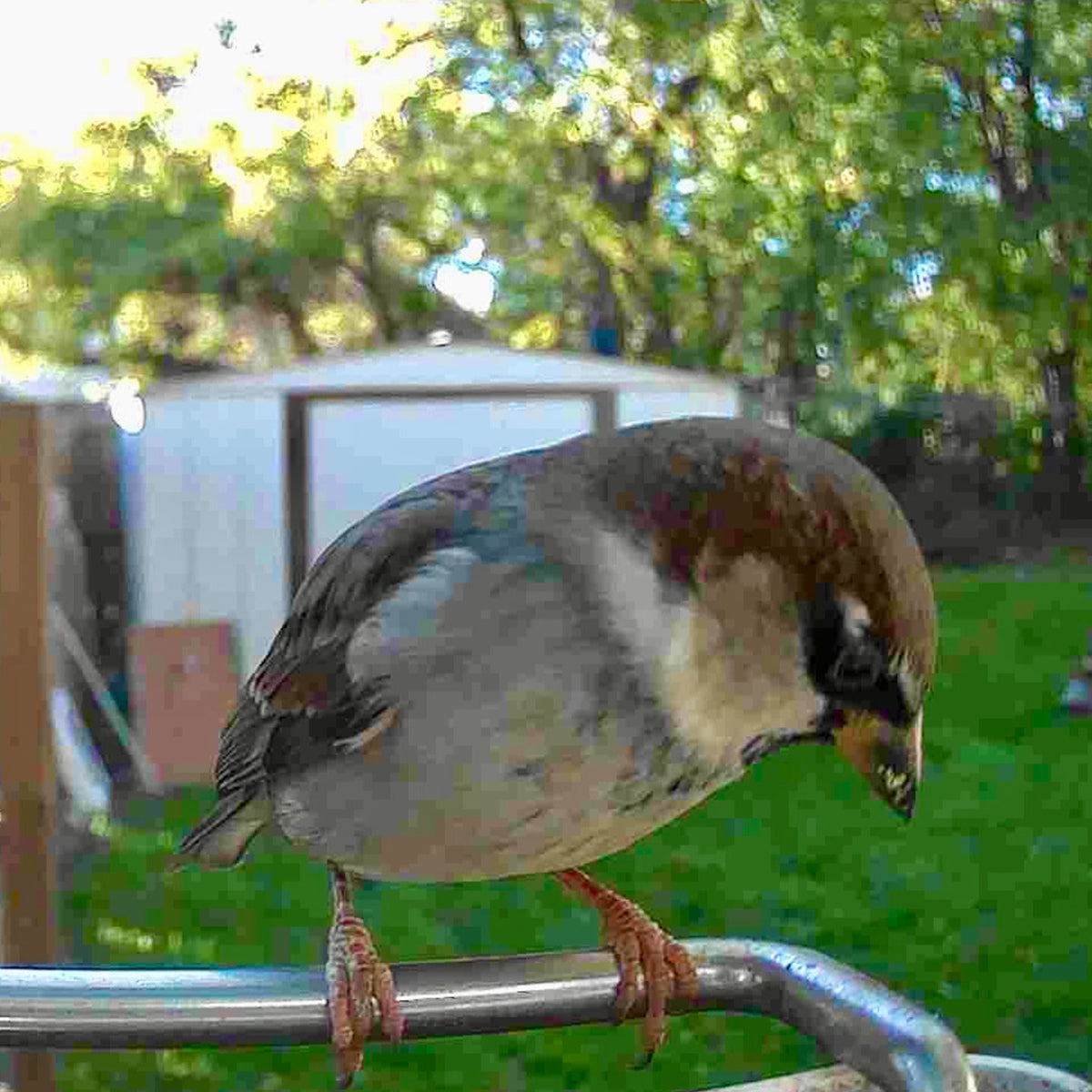 Video Camera Bird Feeder by Frosetpro