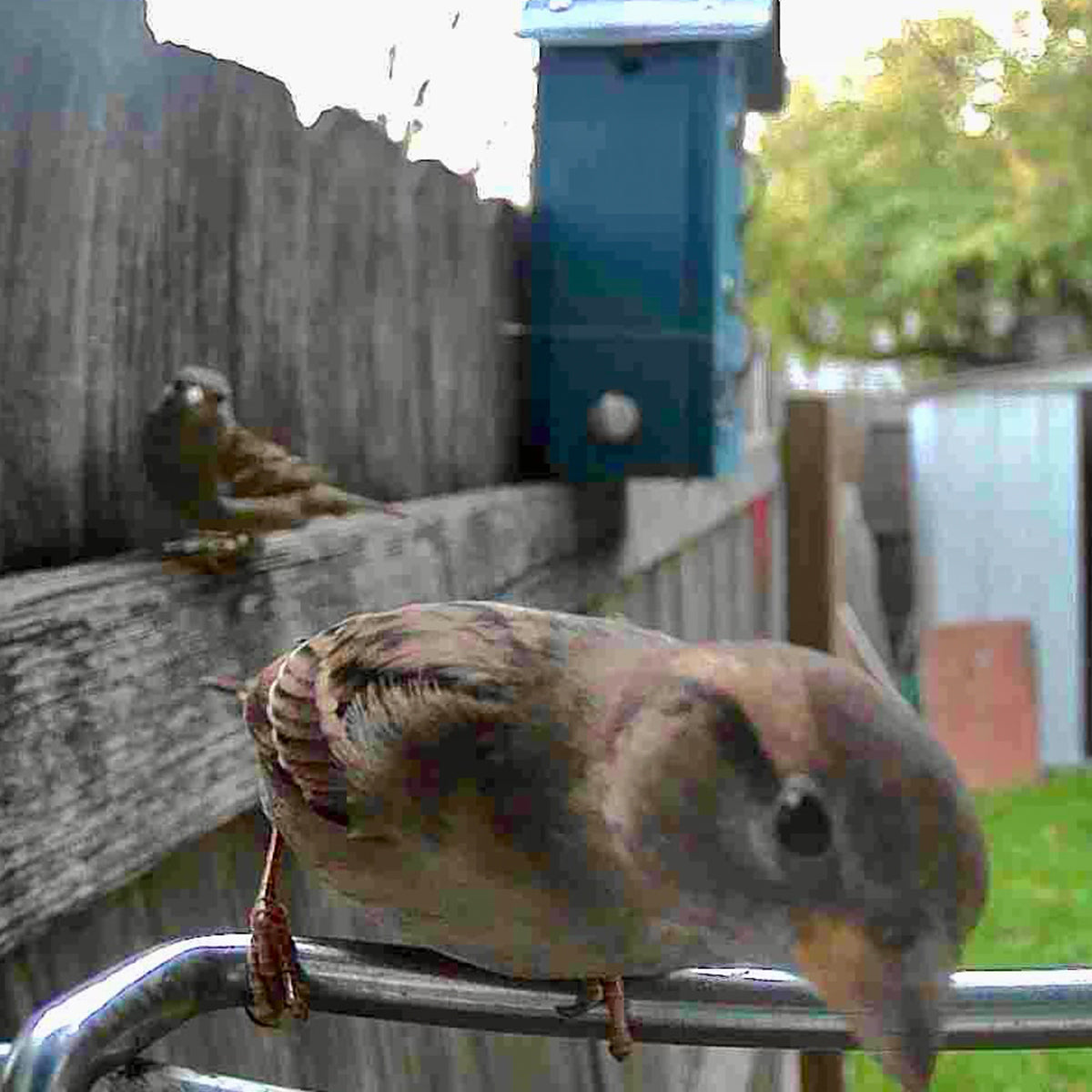 Video Camera Bird Feeder by Frosetpro