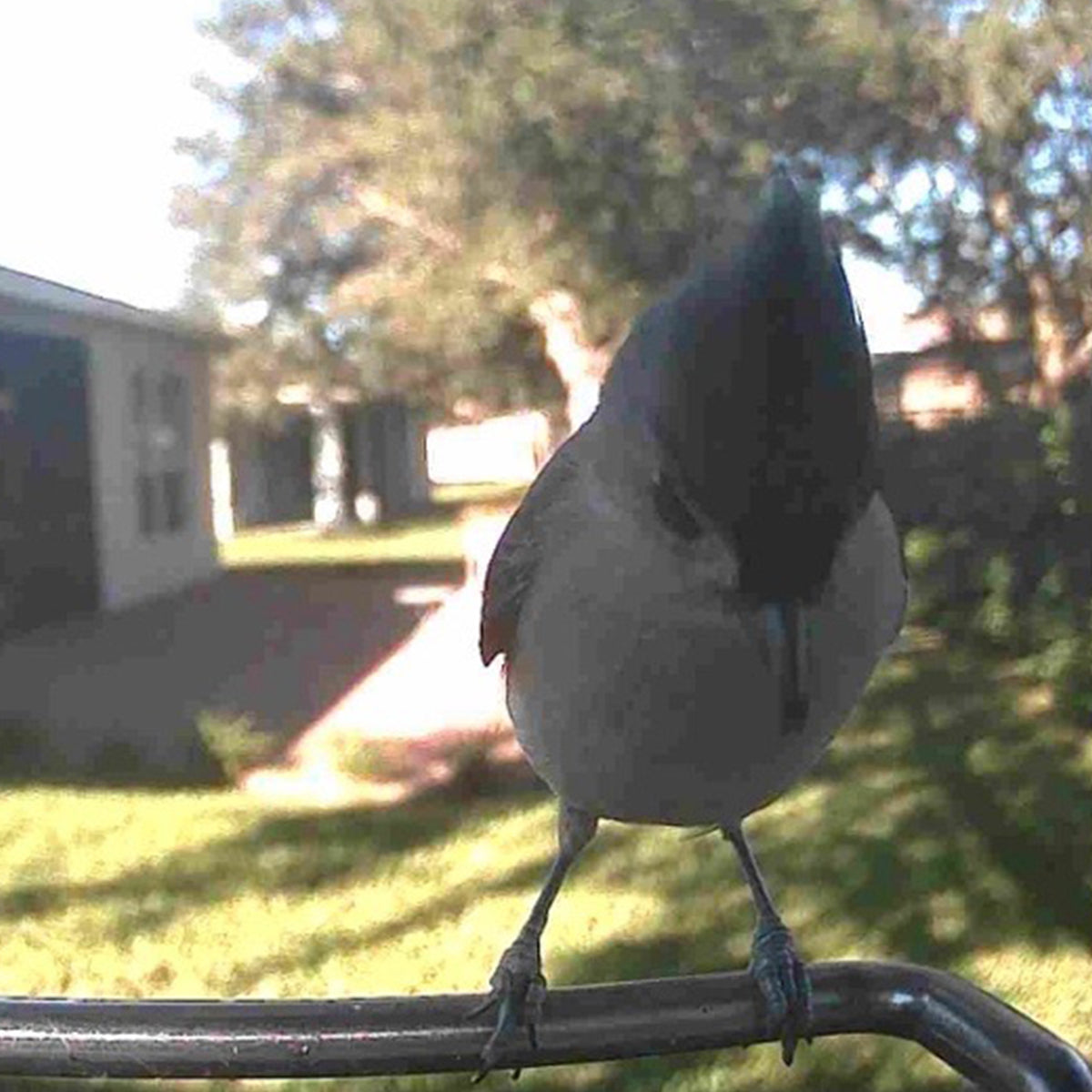 Video Camera Bird Feeder by Frosetpro