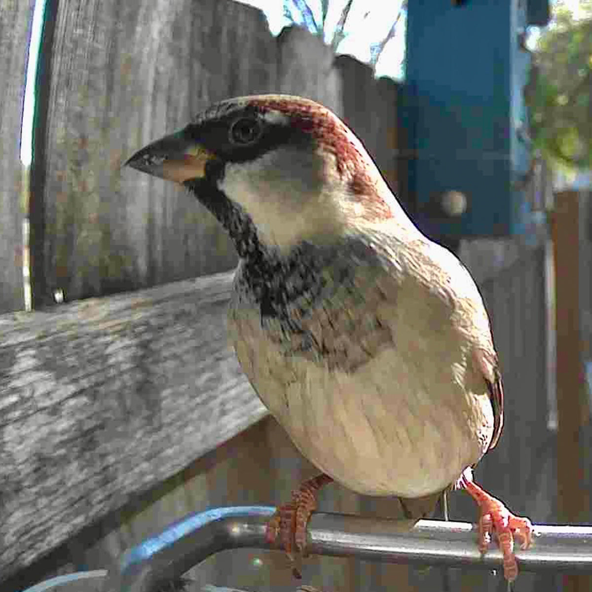 Video Camera Bird Feeder by Frosetpro