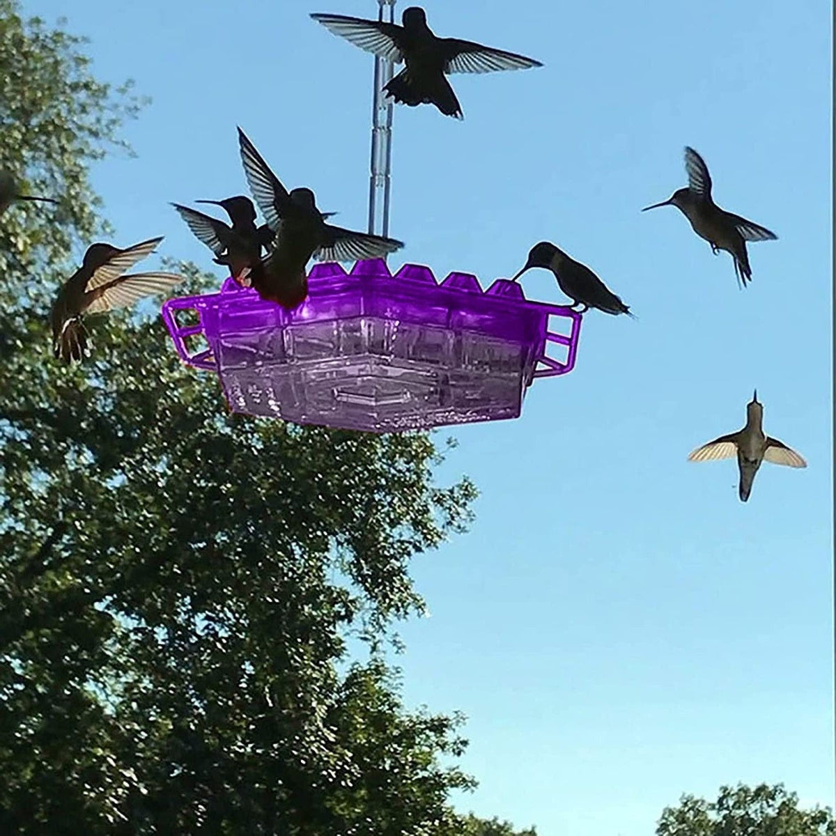 Mangiatoia per colibrì con pernice antiformica da esterno