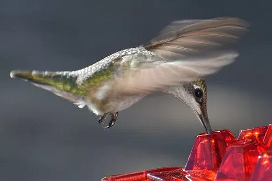 Mangiatoia per colibrì con pernice antiformica da esterno