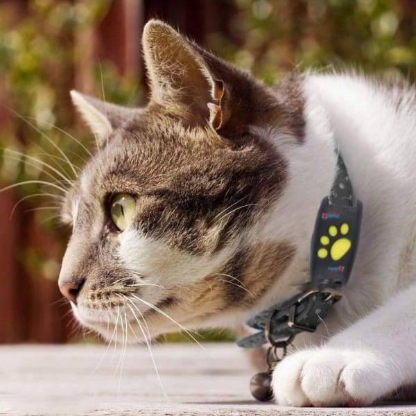 Honden GPS Tracker Locator Apparaat – Real-time Huisdier Tracking zonder Maandelijkse Kosten