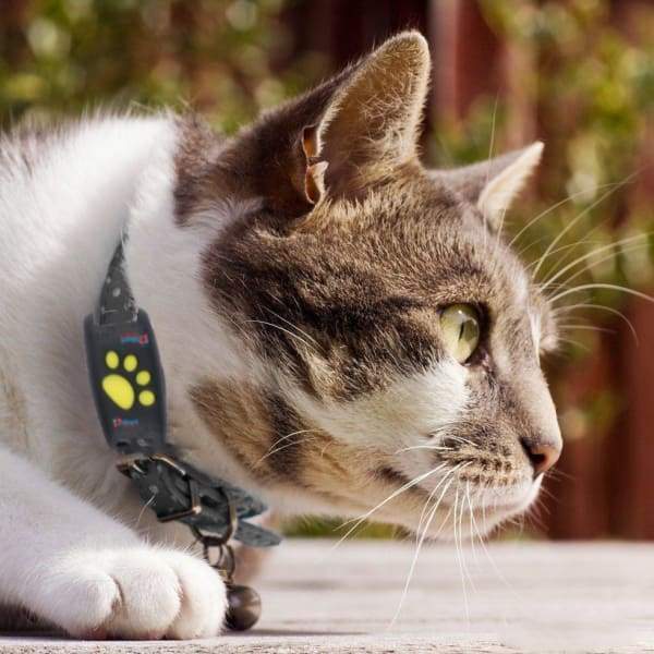 PAWTRACK MINI – rastreador GPS para monitoreo en tiempo real de gatos