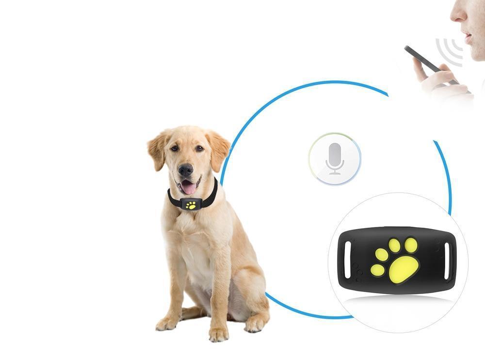 PAWTRACK MINI – rastreador GPS para monitoreo en tiempo real de gatos