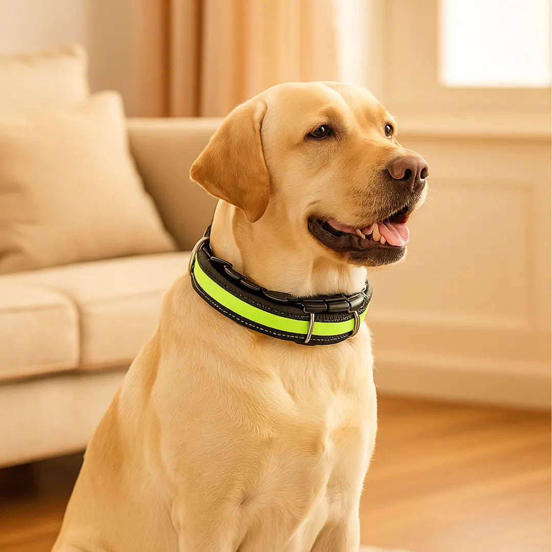 Dog Training Collar LeadEase No-Pull Adjustable Stainless Steel Chain